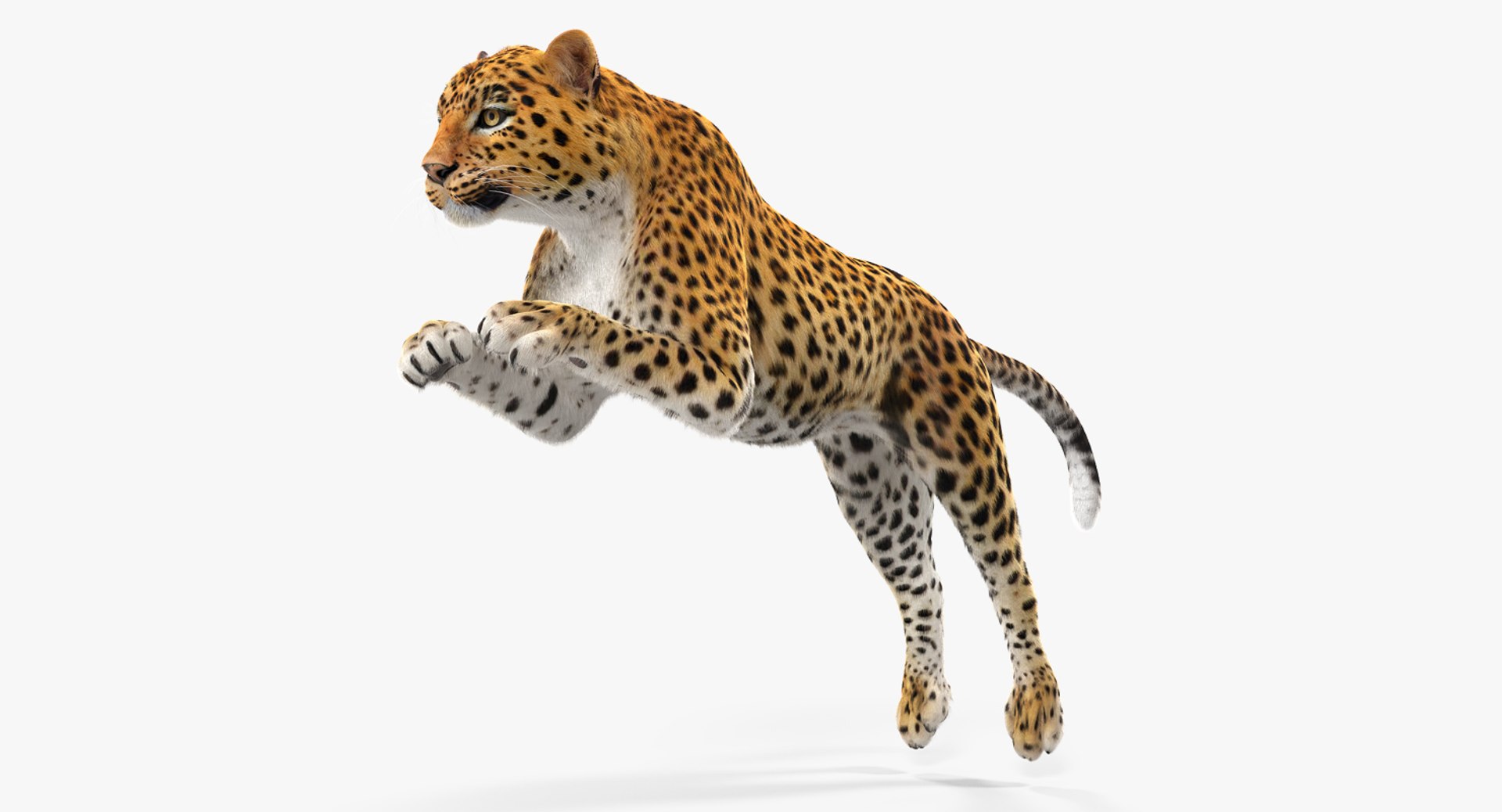 Panthera Pardus Jumping Pose with Fur 3D model preview