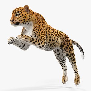 3D model panthera pardus jumping pose