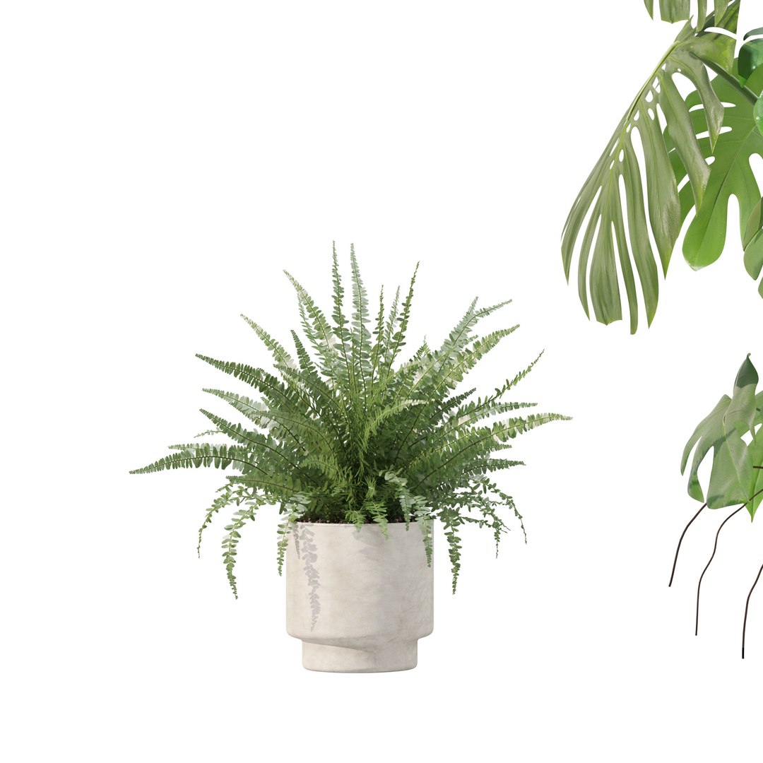 Plants collection 212 - monstera ficus cactus fern 3D model https://p.turbosquid.com/ts-thumb/9H/SWixrY/2r/7/jpg/1718782214/1920x1080/fit_q87/d408aed784f104f761f9e26aa87fc4a43449832b/7.jpg