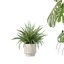 植物コレクション 212 - モンステラ フィカス サボテン シダ