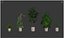 植物コレクション 212 - モンステラ フィカス サボテン シダ
