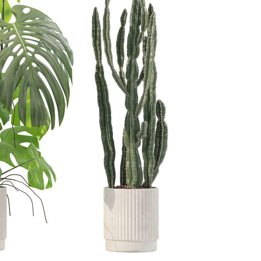 Plants collection 212 - monstera ficus cactus fern 3D model https://p.turbosquid.com/ts-thumb/9H/SWixrY/Dt/20/jpg/1718782244/1920x1080/fit_q87/a7cf3cbe5e8df470af0eb0f7ee7215337f5be025/20.jpg