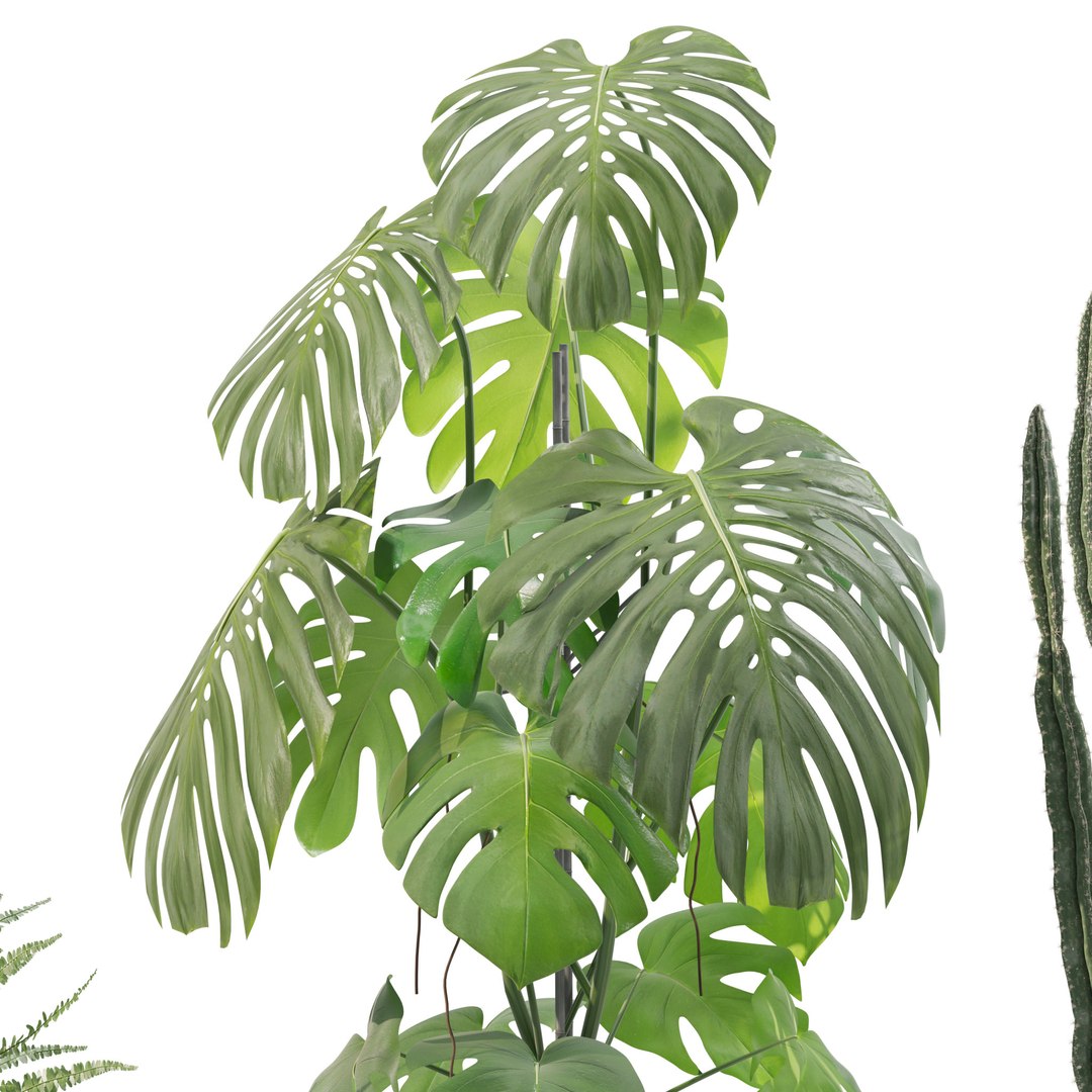 Plants collection 212 - monstera ficus cactus fern 3D model https://p.turbosquid.com/ts-thumb/9H/SWixrY/Gr/9/jpg/1718782219/1920x1080/fit_q87/df25e98620d670b4d05ab99d58a038ac2f185a2a/9.jpg