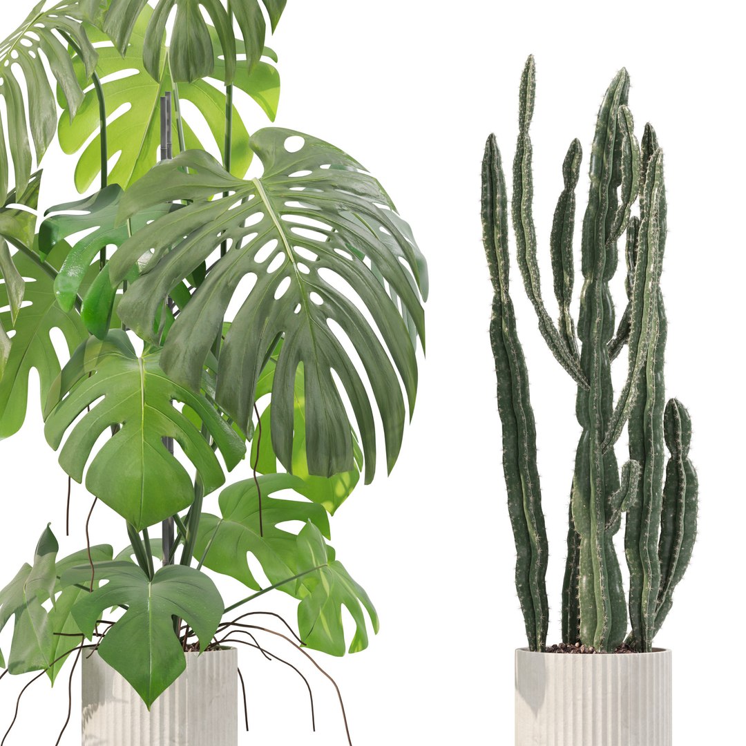 Plants collection 212 - monstera ficus cactus fern 3D model https://p.turbosquid.com/ts-thumb/9H/SWixrY/Pz/21/jpg/1718782245/1920x1080/fit_q87/5e36031e40372b6301ab8e0ad9b956cd9767f1b0/21.jpg