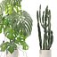 植物コレクション 212 - モンステラ フィカス サボテン シダ