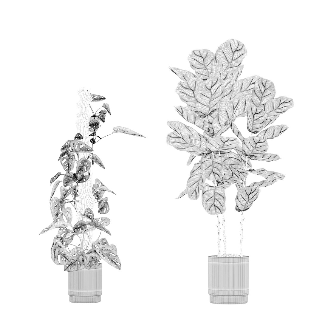 Plants collection 212 - monstera ficus cactus fern 3D model https://p.turbosquid.com/ts-thumb/9H/SWixrY/TH/12/jpg/1718782239/1920x1080/fit_q87/0d98cfbb28d02e4f90c1ced8cef2f3fdc6da88f4/12.jpg