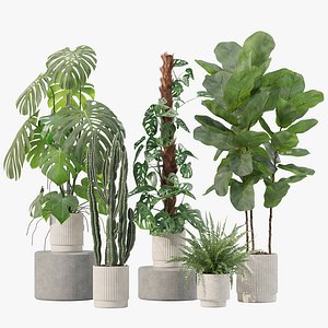 5 Contemporary Potted Monstera and Ficus Lyrata Plants - Set 212