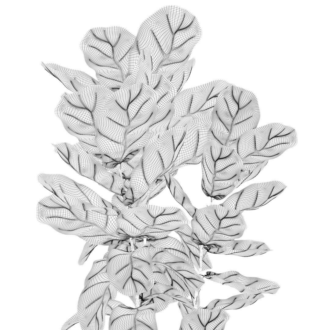 Plants collection 212 - monstera ficus cactus fern 3D model https://p.turbosquid.com/ts-thumb/9H/SWixrY/d8/19/jpg/1718782248/1920x1080/fit_q87/5f2bf16d125c401a85d471d0edb76f90b9ca5189/19.jpg