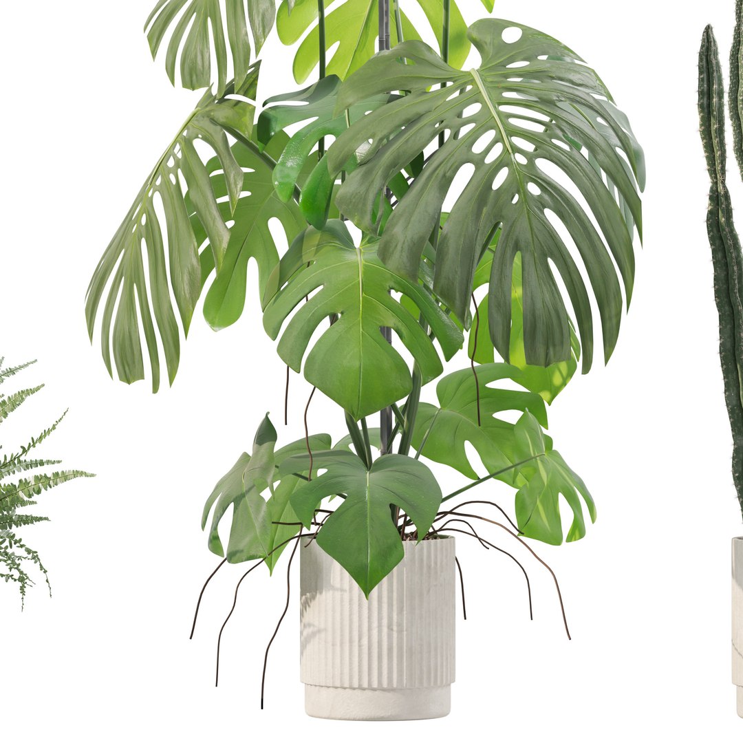 Plants collection 212 - monstera ficus cactus fern 3D model https://p.turbosquid.com/ts-thumb/9H/SWixrY/gJ/8/jpg/1718782222/1920x1080/fit_q87/5252d02d9963958eb9e8aa92728b7919dc6a7486/8.jpg