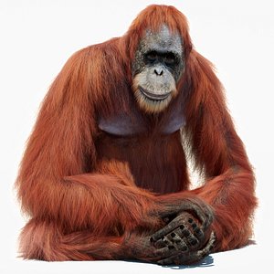 3D Orangutan Rigged Fur model