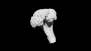 broccoli  cut 3D CT scan model 1 decimate 5percent 3D