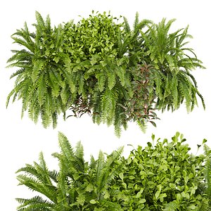 Collection plant vol 675 - Indoor - balcony - ampelous model