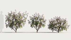 3D Clerodendrum quadrilocular c