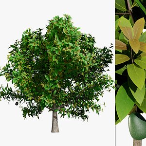 Detailed Avocado Plant 3D Asset model