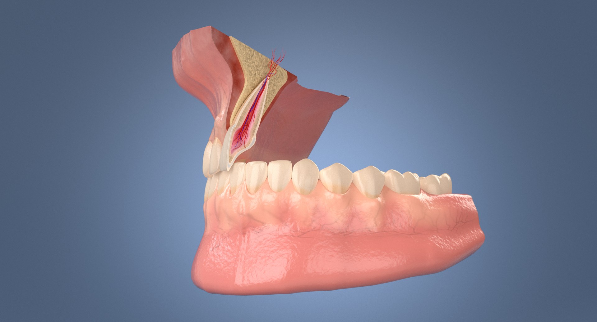 incisor section - model https://p.turbosquid.com/ts-thumb/9H/yhaKwV/2PVQk0ig/contextsignatureimageincisor/jpg/1557229513/1920x1080/fit_q87/74ed33cb3327214fc7ae181efccc0f9043a1bd14/contextsignatureimageincisor.jpg