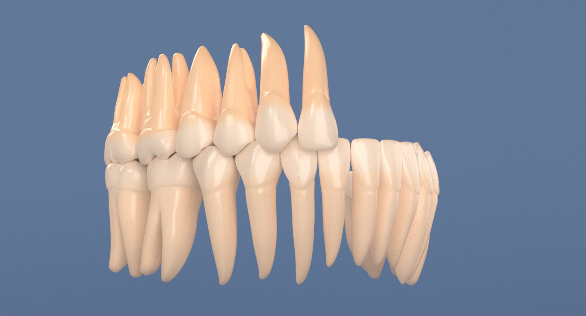 Incisor Section - Model - TurboSquid 1404732