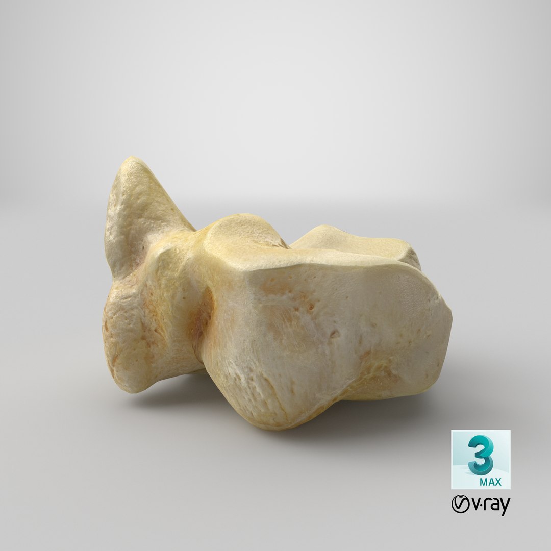 3D model domestic aurochs bos primigenius https://p.turbosquid.com/ts-thumb/9I/6JbOf8/4Oqn27ni/stemcell_max_vray_render/png/1603181430/1920x1080/fit_q87/f89ee84c9911d29df97e53df49d6e6652632b262/stemcell_max_vray_render.jpg