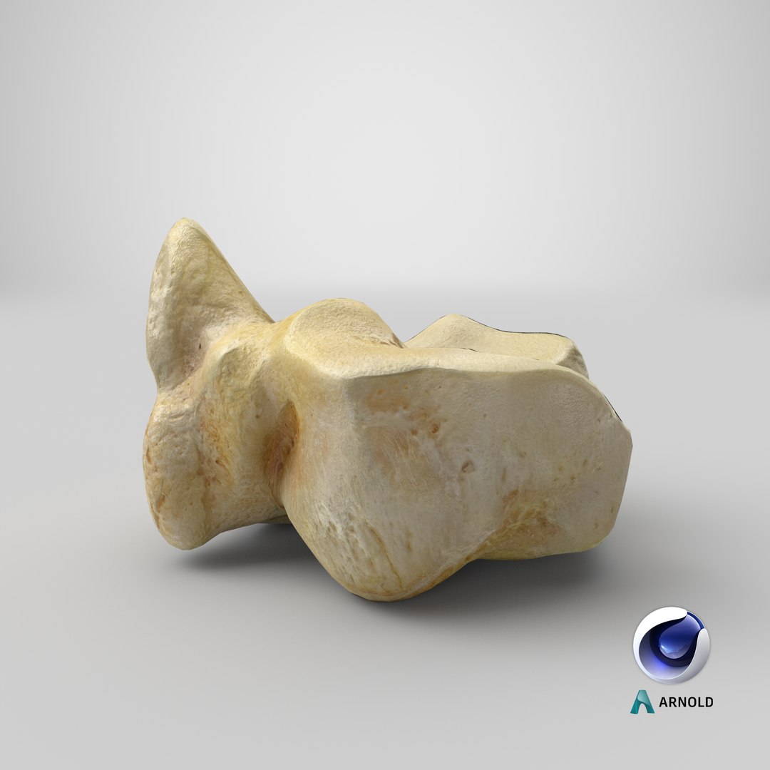3D model domestic aurochs bos primigenius https://p.turbosquid.com/ts-thumb/9I/6JbOf8/Pfb3GISF/stemcell_cinema_4d_arnold_render/png/1603181420/1920x1080/fit_q87/766a37068d86f617f9c66ca70faefa19595c8cbf/stemcell_cinema_4d_arnold_render.jpg