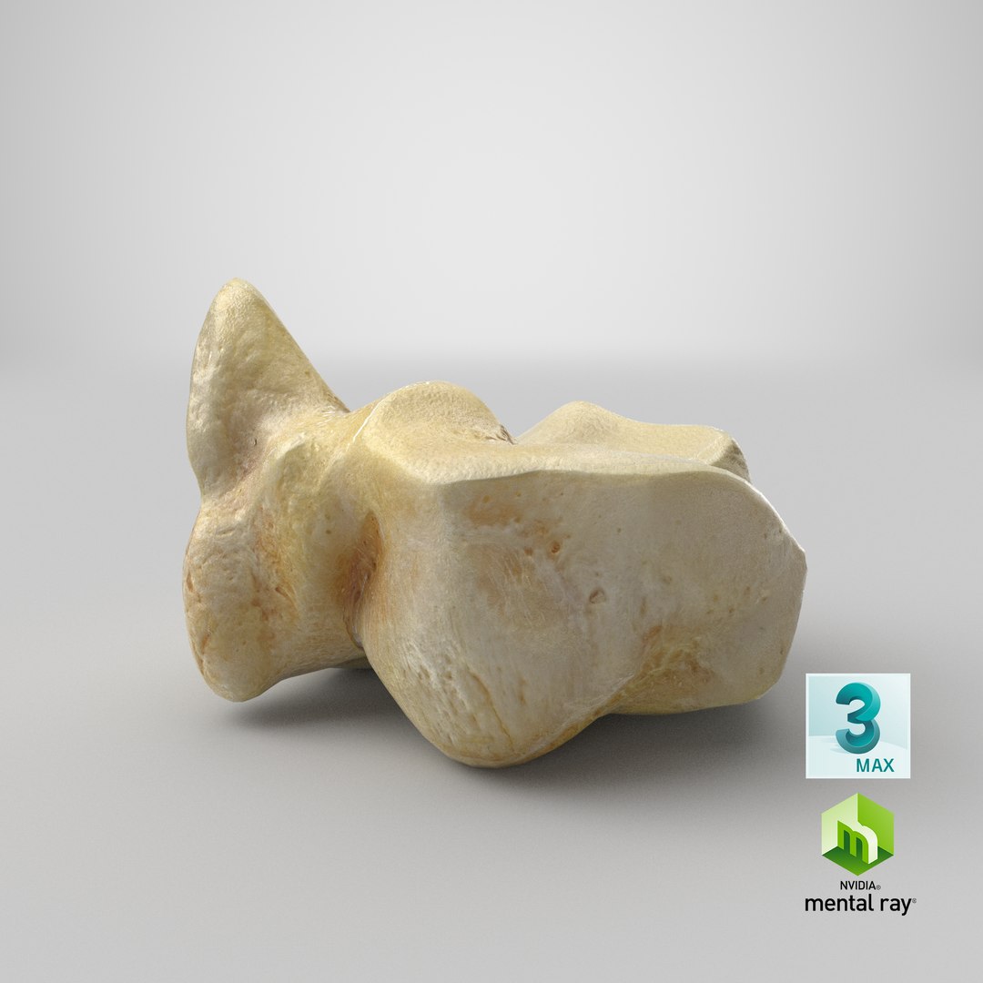 3D model domestic aurochs bos primigenius https://p.turbosquid.com/ts-thumb/9I/6JbOf8/RTA28dUc/stemcell_max_mental_ray_render/png/1603181427/1920x1080/fit_q87/bdff130c582a76926cec527924108d5757047c09/stemcell_max_mental_ray_render.jpg