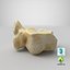 Real Domestic Aurochs Bos Primigenius Tarsal Bone 01