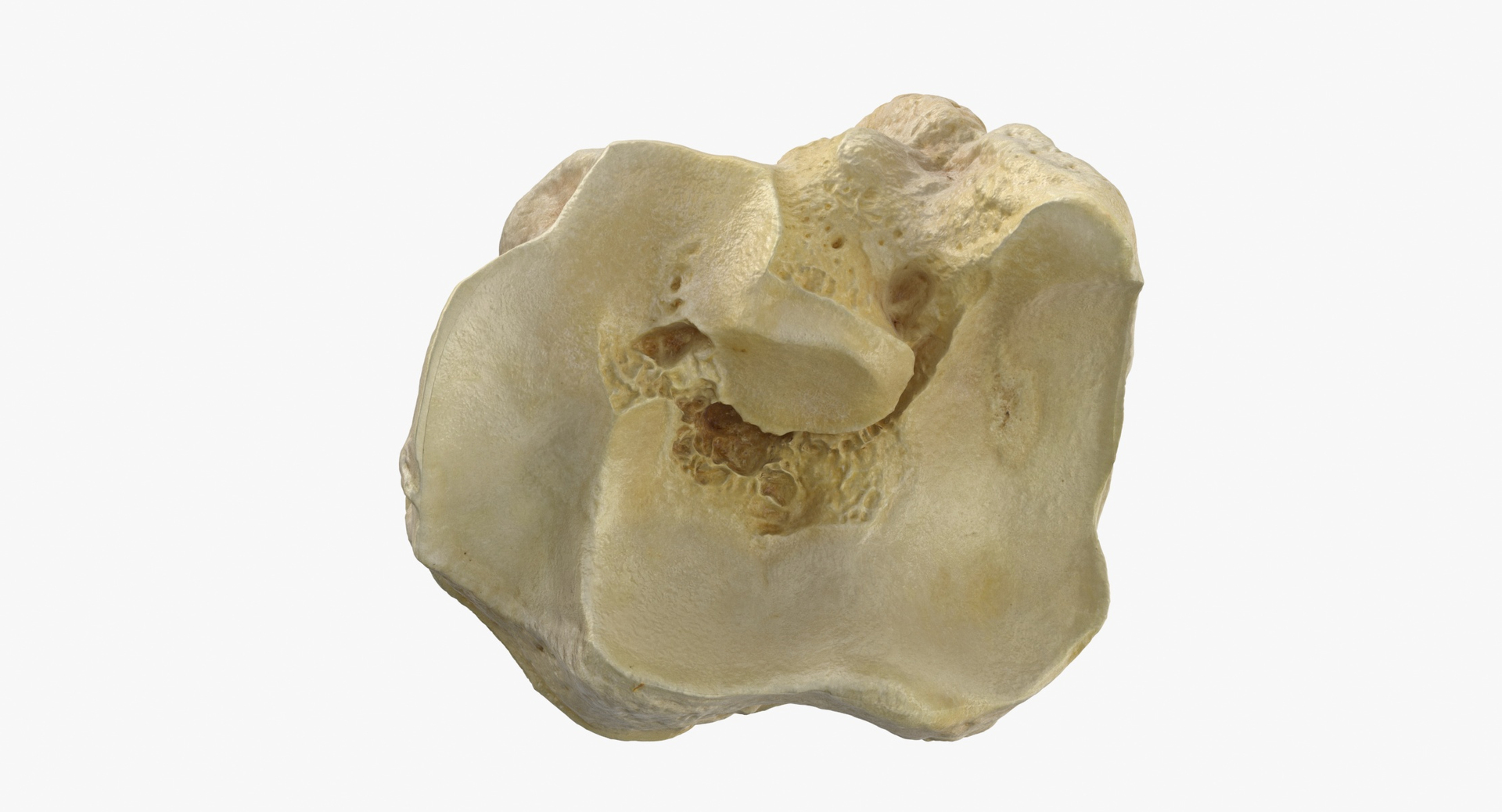 3D model domestic aurochs bos primigenius https://p.turbosquid.com/ts-thumb/9I/6JbOf8/VBMZOhnV/0000/jpg/1594903994/1920x1080/turn_fit_q99/9d422c753c81f6cc4050cd881df48986e8f63d14/0000-1.jpg