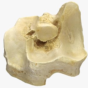 Real Domestic Aurochs Bos Primigenius Tarsal Bone 01