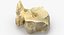 Real Domestic Aurochs Bos Primigenius Tarsal Bone 01
