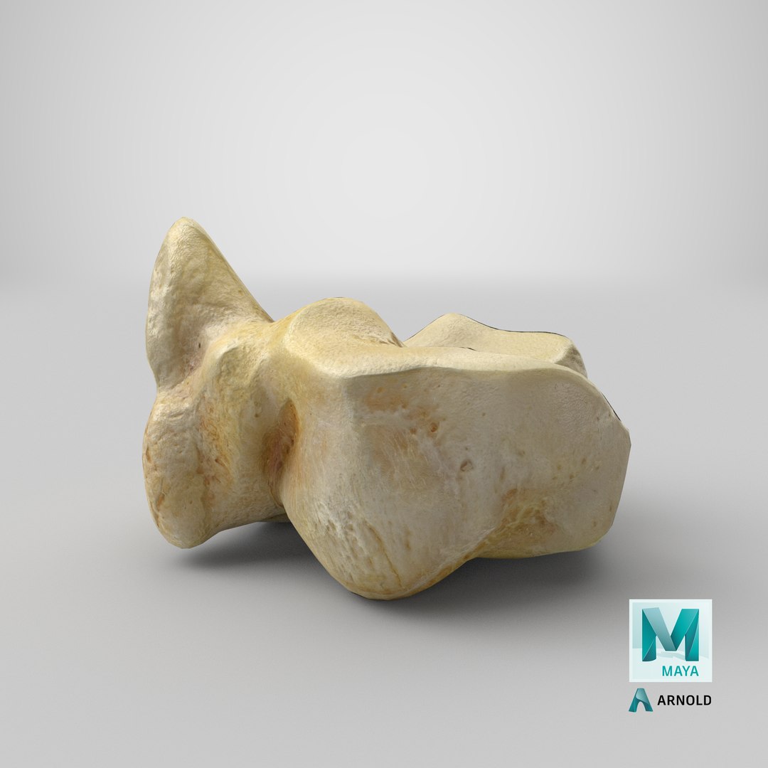 3D model domestic aurochs bos primigenius https://p.turbosquid.com/ts-thumb/9I/6JbOf8/qGx3xaK8/stemcell_maya_arnold_render/png/1603181433/1920x1080/fit_q87/14204c472c3f4fd977ea3844b740c41dbc1df95d/stemcell_maya_arnold_render.jpg