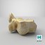 Real Domestic Aurochs Bos Primigenius Tarsal Bone 01