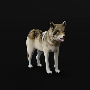 Gray Wolf 3D model