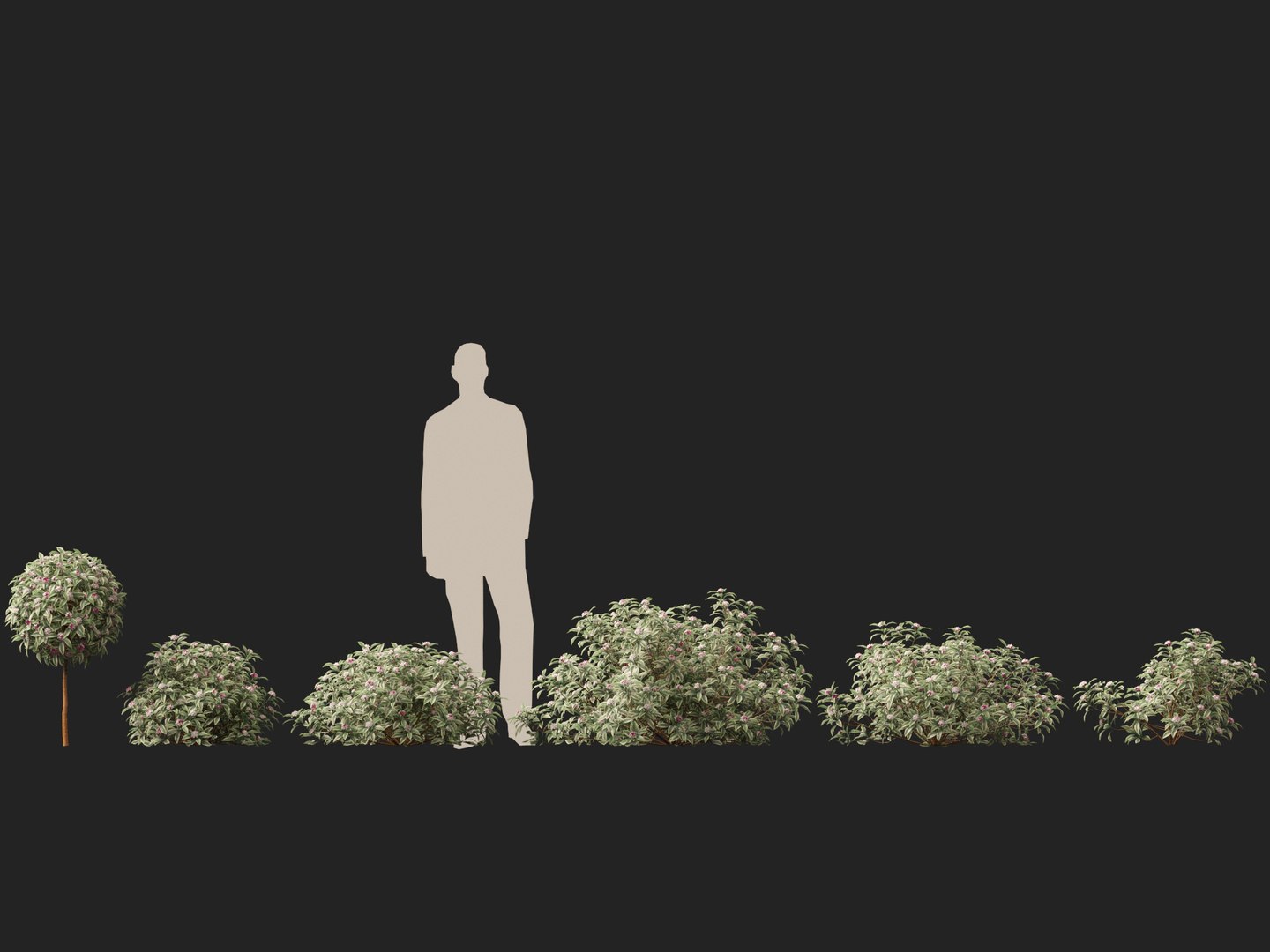 3D HighPolyLow Poly Daphne odora Marginata - Variegated winter Daphne https://p.turbosquid.com/ts-thumb/9I/H5xRAO/BZ/daphneodoramarginata012/jpg/1742223629/1920x1080/fit_q87/ed98faf7e64ba12ce551b070e45b5993e242e90c/daphneodoramarginata012.jpg
