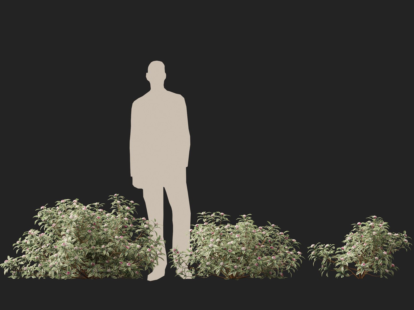 3D HighPolyLow Poly Daphne odora Marginata - Variegated winter Daphne https://p.turbosquid.com/ts-thumb/9I/H5xRAO/Cu/daphneodoramarginata016/jpg/1742223632/1920x1080/fit_q87/9b9ebad62a7edf4ac753571c8827355252f73340/daphneodoramarginata016.jpg