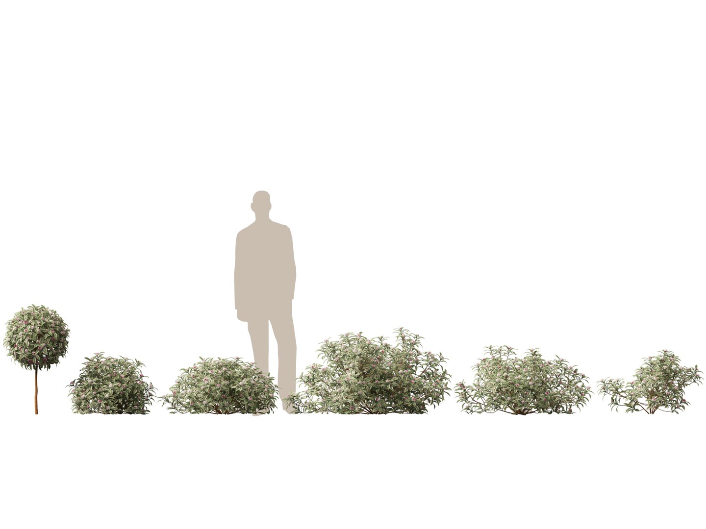 3D HighPolyLow Poly Daphne odora Marginata - Variegated winter Daphne https://p.turbosquid.com/ts-thumb/9I/H5xRAO/FB/daphneodoramarginata011/jpg/1742223629/1920x1080/fit_q87/bc88546d4e583434089820d475e9310ff2dd25d4/daphneodoramarginata011.jpg