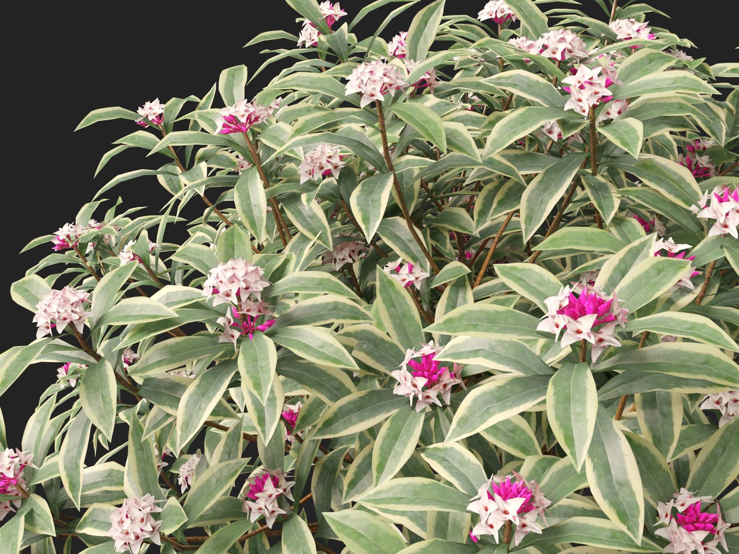 3D HighPolyLow Poly Daphne odora Marginata - Variegated winter Daphne https://p.turbosquid.com/ts-thumb/9I/H5xRAO/IW/daphneodoramarginata0110/jpg/1742223642/1920x1080/fit_q87/c2d5e50b392ff6fee0c7a74301c49e516b772aec/daphneodoramarginata0110.jpg