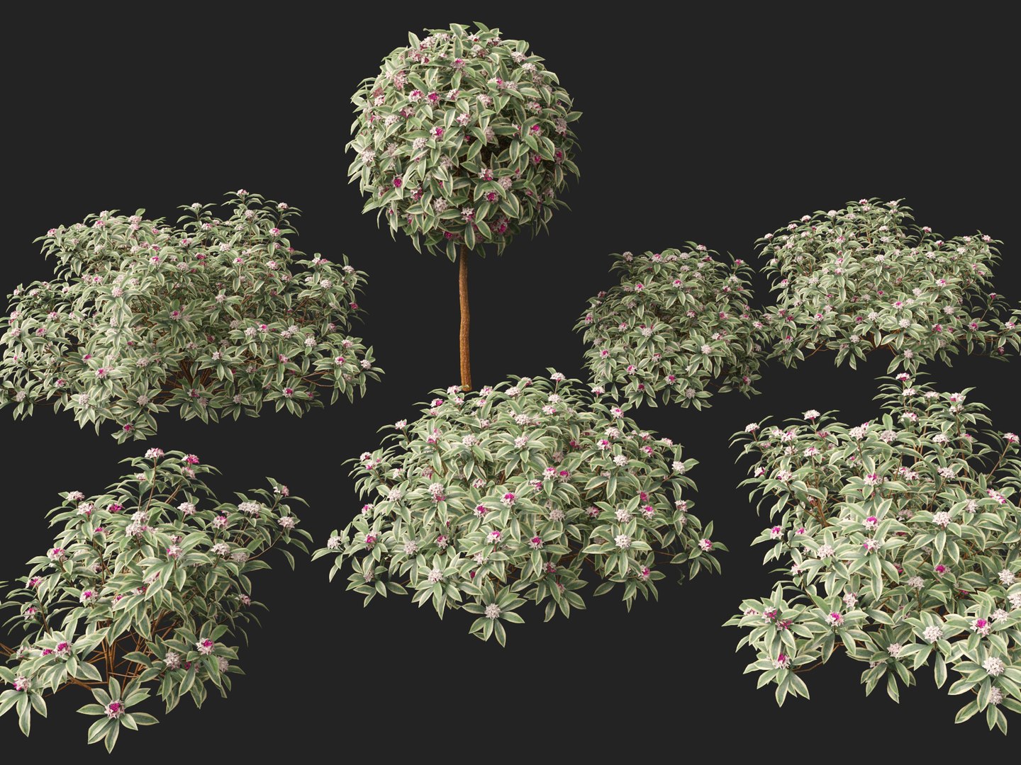 3D HighPolyLow Poly Daphne odora Marginata - Variegated winter Daphne https://p.turbosquid.com/ts-thumb/9I/H5xRAO/JU/daphneodoramarginata018/jpg/1742223635/1920x1080/fit_q87/b8f07f921335197012f1a7f0c0005f27585e449f/daphneodoramarginata018.jpg