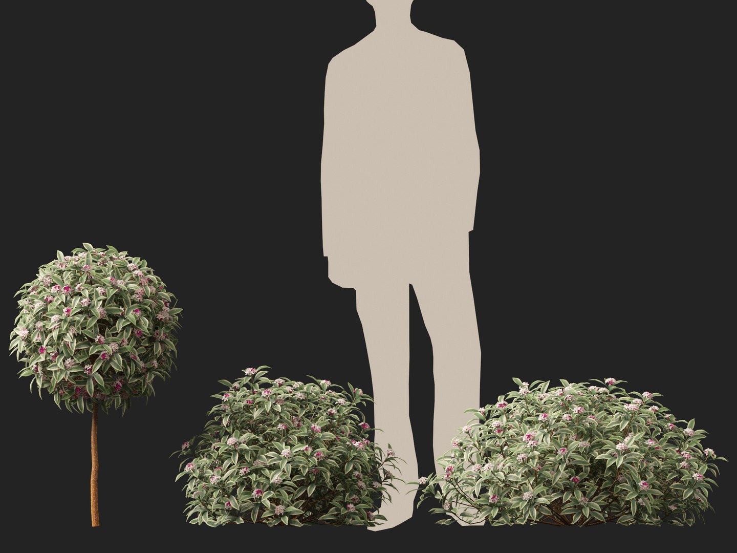 3D HighPolyLow Poly Daphne odora Marginata - Variegated winter Daphne https://p.turbosquid.com/ts-thumb/9I/H5xRAO/b6/daphneodoramarginata014/jpg/1742223632/1920x1080/fit_q87/d841545eb96ad720102efff018f829048107549f/daphneodoramarginata014.jpg