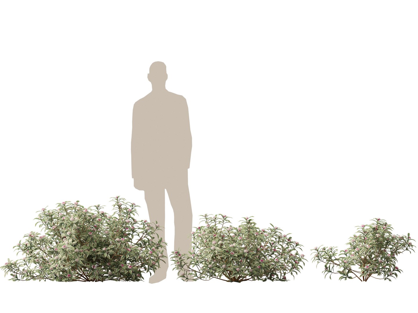 3D HighPolyLow Poly Daphne odora Marginata - Variegated winter Daphne https://p.turbosquid.com/ts-thumb/9I/H5xRAO/e5/daphneodoramarginata015/jpg/1742223638/1920x1080/fit_q87/d354ef2791a1e67dab666c90b3179779e071e4b9/daphneodoramarginata015.jpg