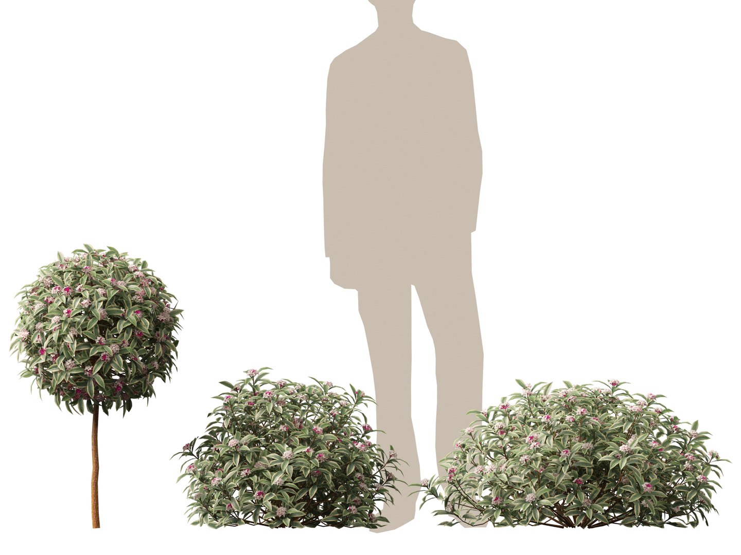 3D HighPolyLow Poly Daphne odora Marginata - Variegated winter Daphne https://p.turbosquid.com/ts-thumb/9I/H5xRAO/ju/daphneodoramarginata013/jpg/1742223630/1920x1080/fit_q87/0454f7f2776290b69f91847c9f8b8f91bdce3d40/daphneodoramarginata013.jpg