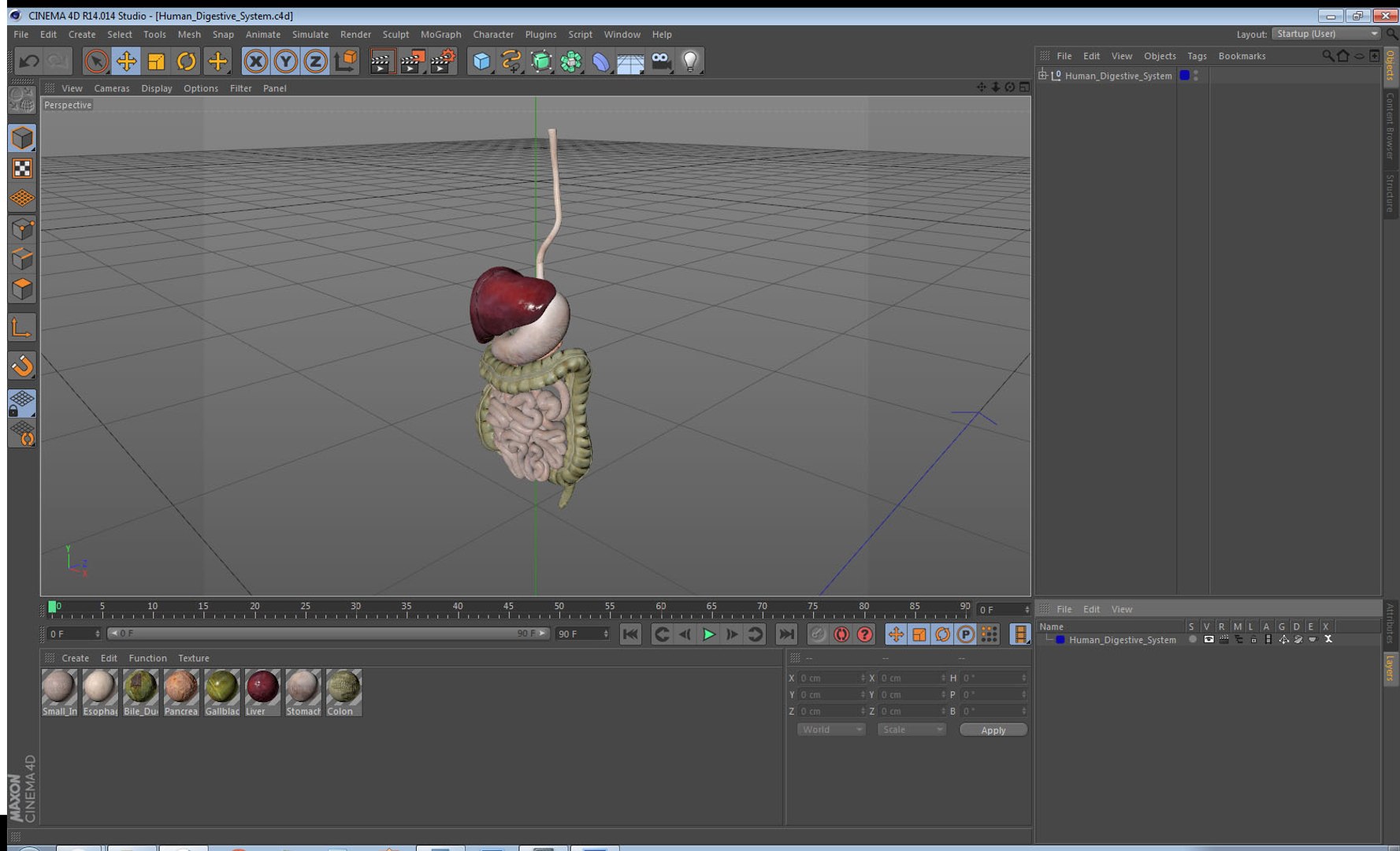 3D human digestive model https://p.turbosquid.com/ts-thumb/9I/Z6twPq/0dSbPmbP/humandigestivesystemvray3dmodel027/jpg/1573159394/1920x1080/fit_q87/591adaa99a0e90431a1fd708d786255acb9d7acf/humandigestivesystemvray3dmodel027.jpg