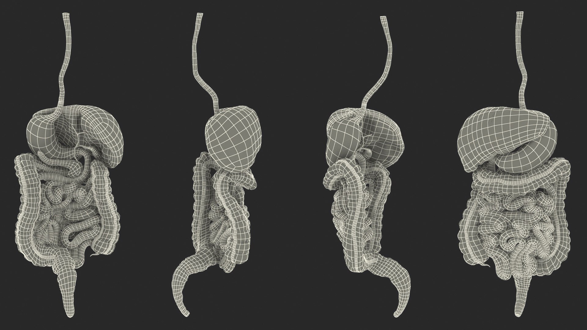 3D human digestive model https://p.turbosquid.com/ts-thumb/9I/Z6twPq/1pEwjCnM/humandigestivesystemvray3dmodel029/jpg/1573159404/1920x1080/fit_q87/d1ae4e722d498c7b53f6507238836474fce0c122/humandigestivesystemvray3dmodel029.jpg