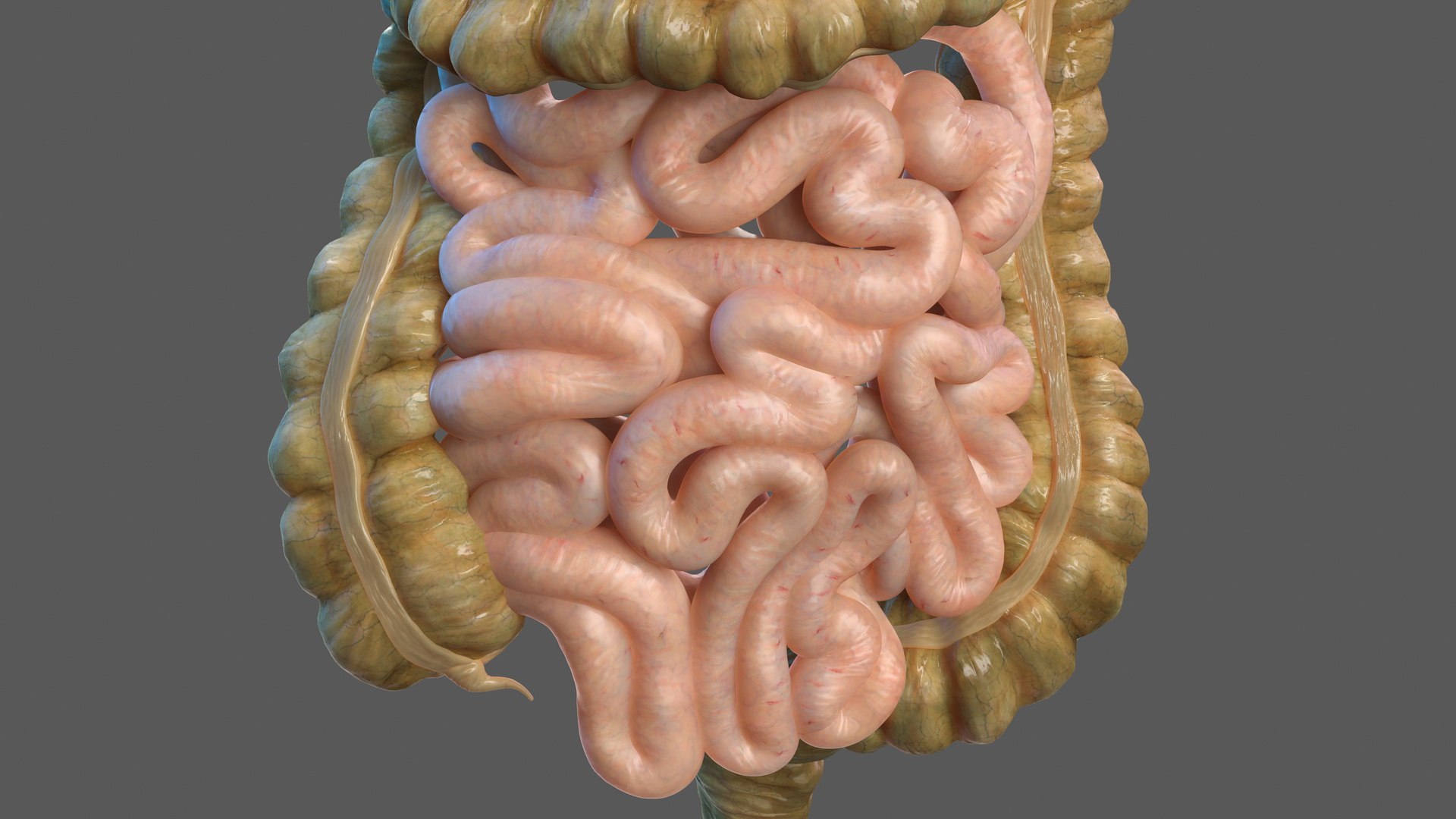 3D human digestive model https://p.turbosquid.com/ts-thumb/9I/Z6twPq/71wHi8wi/humandigestivesystemvray3dmodel011/jpg/1573159319/1920x1080/fit_q87/abd74dae95f4ddaedac43f9d5e16a4d235c9a271/humandigestivesystemvray3dmodel011.jpg