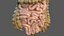 Human Digestive System