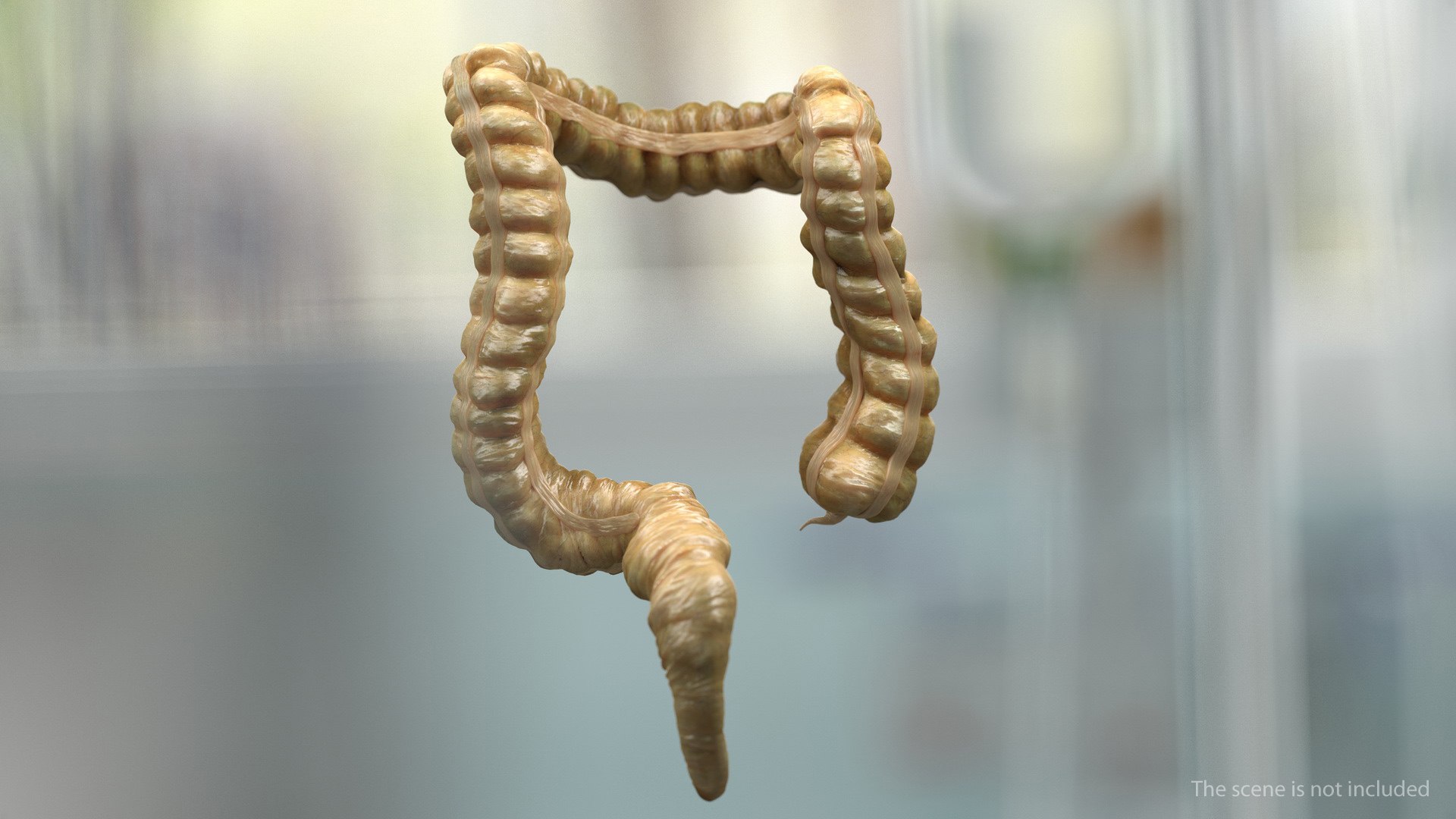3D human digestive model https://p.turbosquid.com/ts-thumb/9I/Z6twPq/Do61jTB3/humandigestivesystemvray3dmodel016/jpg/1573159342/1920x1080/fit_q87/116cb5d84edb4331498f22e3ee5fb8853e3bfb4c/humandigestivesystemvray3dmodel016.jpg