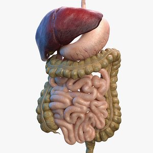 3D human digestive model