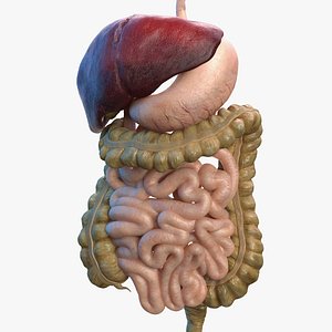 Human Digestive System