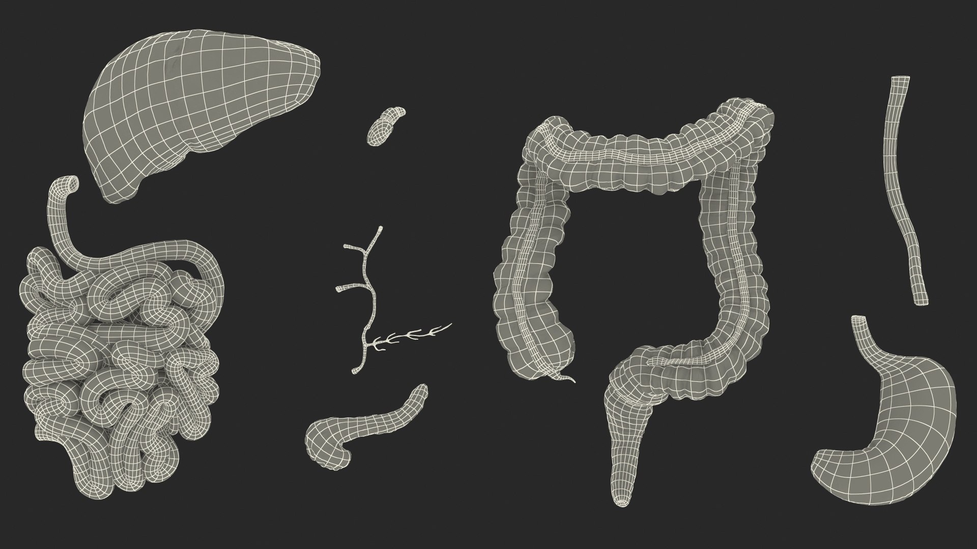 3D human digestive model https://p.turbosquid.com/ts-thumb/9I/Z6twPq/NcWdRCMZ/humandigestivesystemvray3dmodel032/jpg/1573159432/1920x1080/fit_q87/228f193dfda8b4de45b607b466019ae1baa735fd/humandigestivesystemvray3dmodel032.jpg