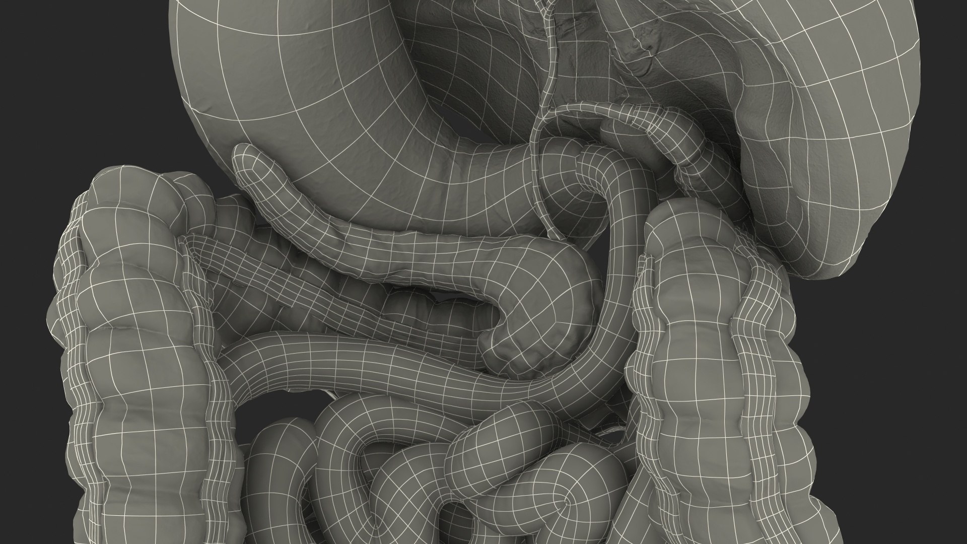 3D human digestive model https://p.turbosquid.com/ts-thumb/9I/Z6twPq/TyUd5ZyI/humandigestivesystemvray3dmodel031/jpg/1573159413/1920x1080/fit_q87/68fdea9f323daf6f4c7373deeb0a420f424e2e04/humandigestivesystemvray3dmodel031.jpg