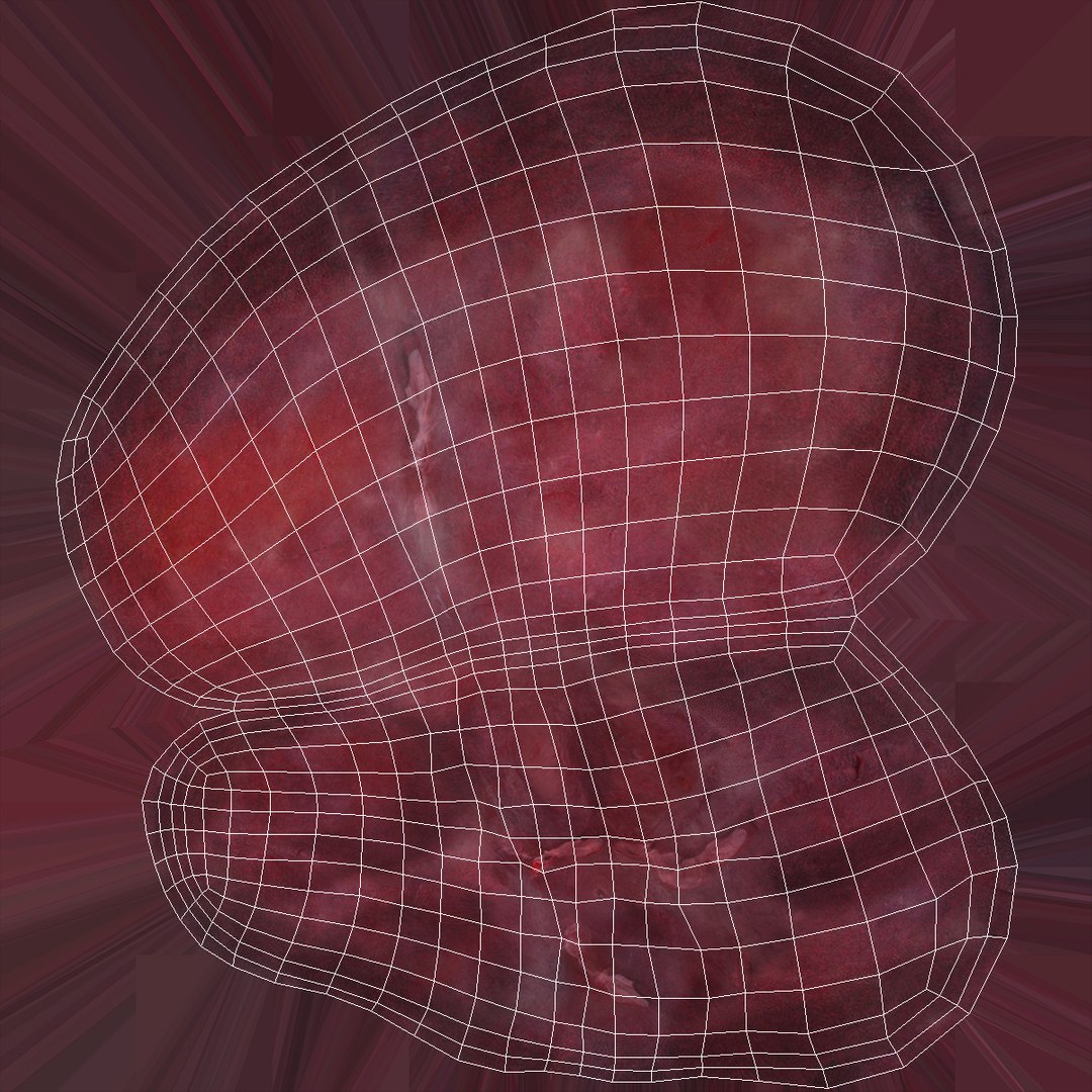 3D human digestive model https://p.turbosquid.com/ts-thumb/9I/Z6twPq/WevlUXrK/humandigestivesystemvray3dmodel024/jpg/1573159380/1920x1080/fit_q87/2c28a595acab8c882ea8f1504ef5bc414546461e/humandigestivesystemvray3dmodel024.jpg