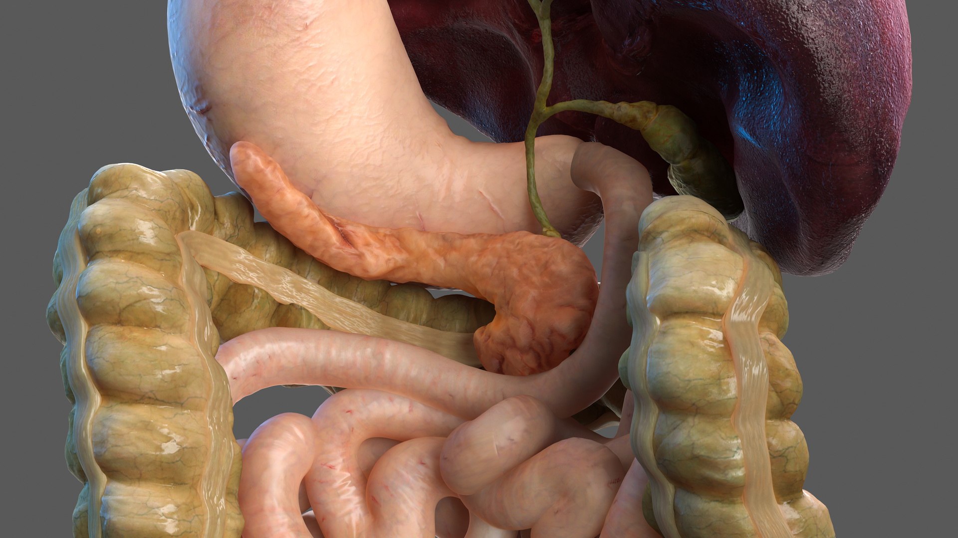 3D human digestive model https://p.turbosquid.com/ts-thumb/9I/Z6twPq/XfrAyeRb/humandigestivesystemvray3dmodel013/jpg/1573159329/1920x1080/fit_q87/4803b589d960636e93f9dd70354485a10c8e47c9/humandigestivesystemvray3dmodel013.jpg