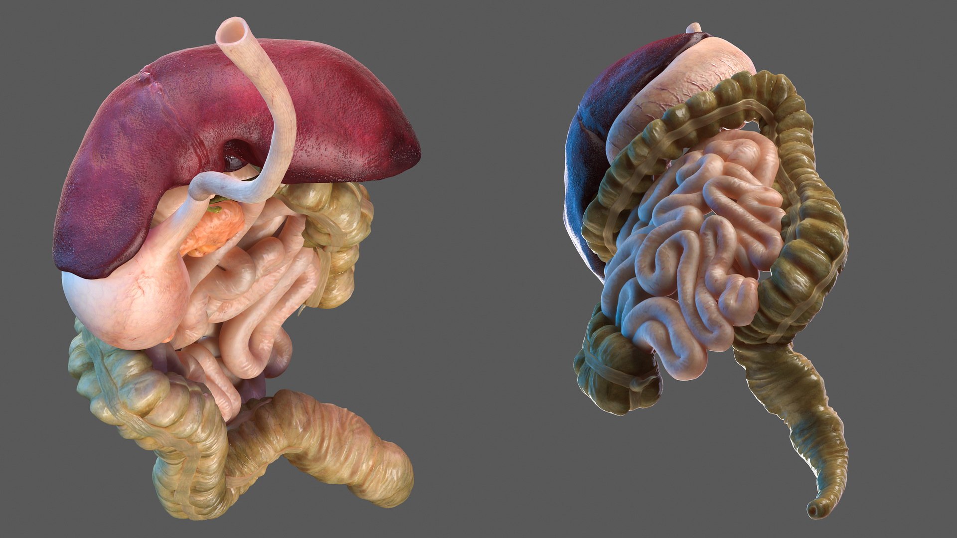 3D human digestive model https://p.turbosquid.com/ts-thumb/9I/Z6twPq/YSi8fWEz/humandigestivesystemvray3dmodel015/jpg/1573159338/1920x1080/fit_q87/9aa5634c5f9ed27a7307109a117972a4c9589c0f/humandigestivesystemvray3dmodel015.jpg